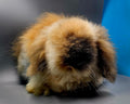Teddywidder Waitlist