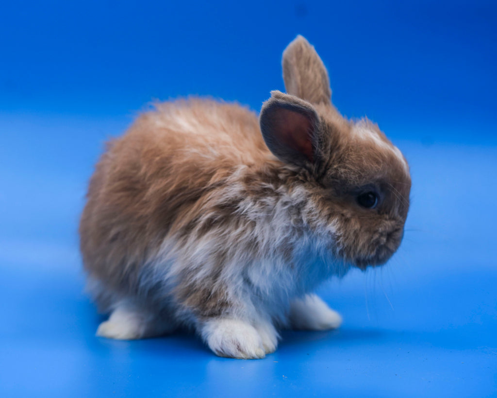 Sunny- Booted Fawn English Angora Doe- Pedigreed