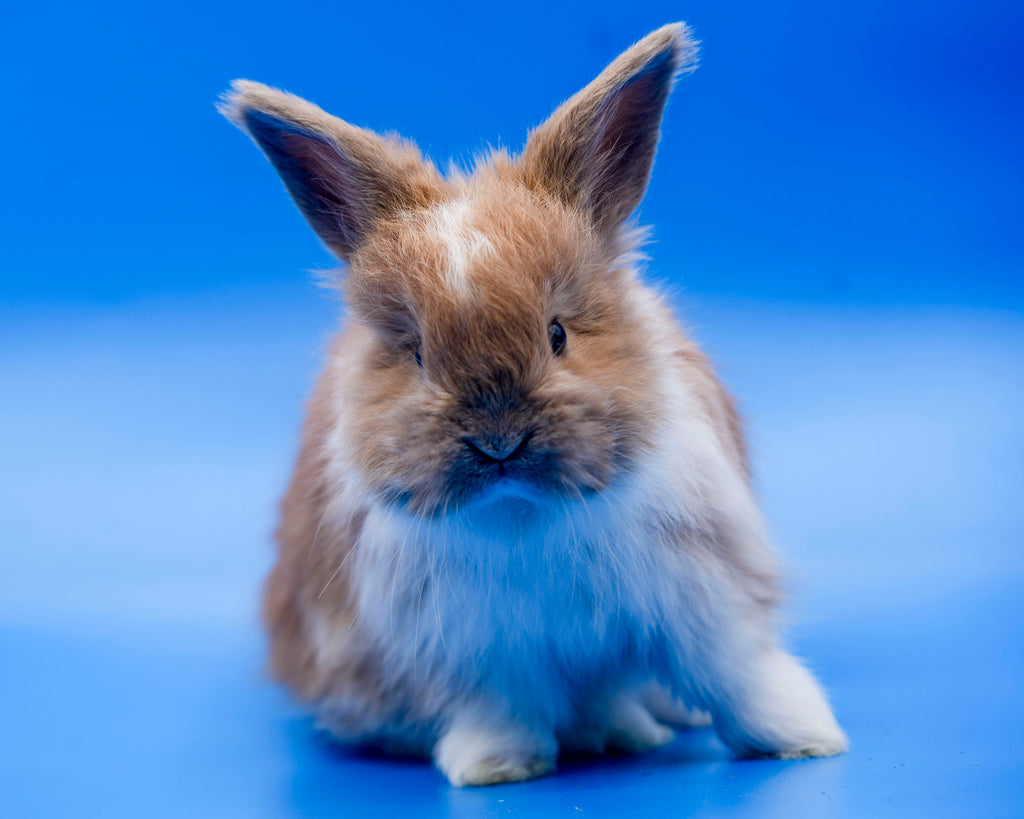 Sunny- Booted Fawn English Angora Doe- Pedigreed