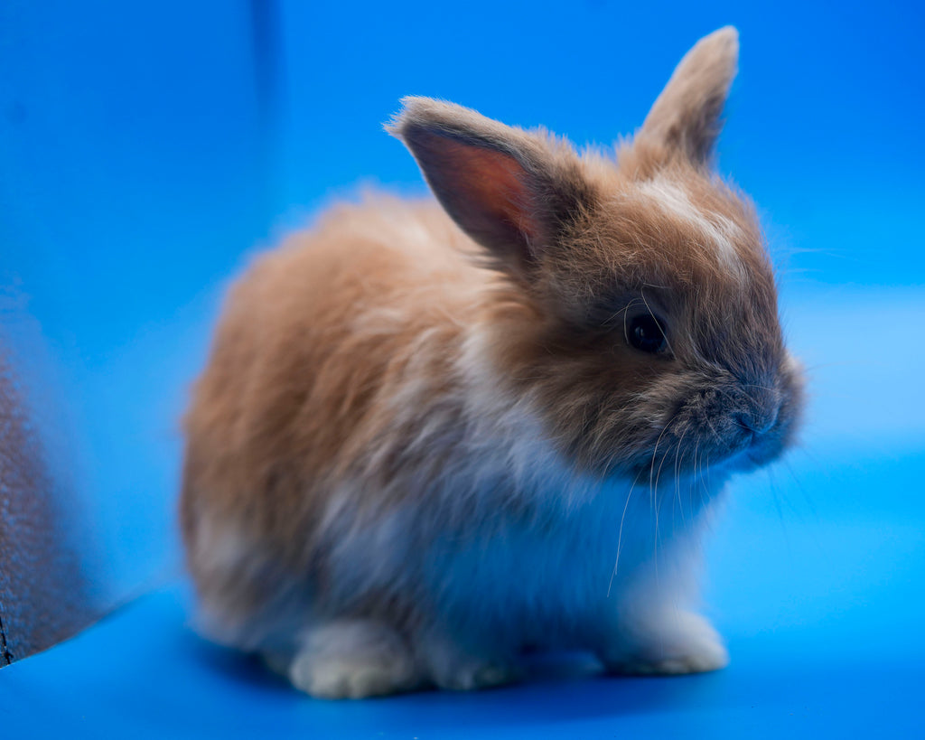 Sunny- Booted Fawn English Angora Doe- Pedigreed