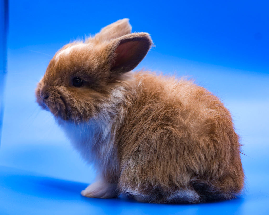 Sunny- Booted Fawn English Angora Doe- Pedigreed