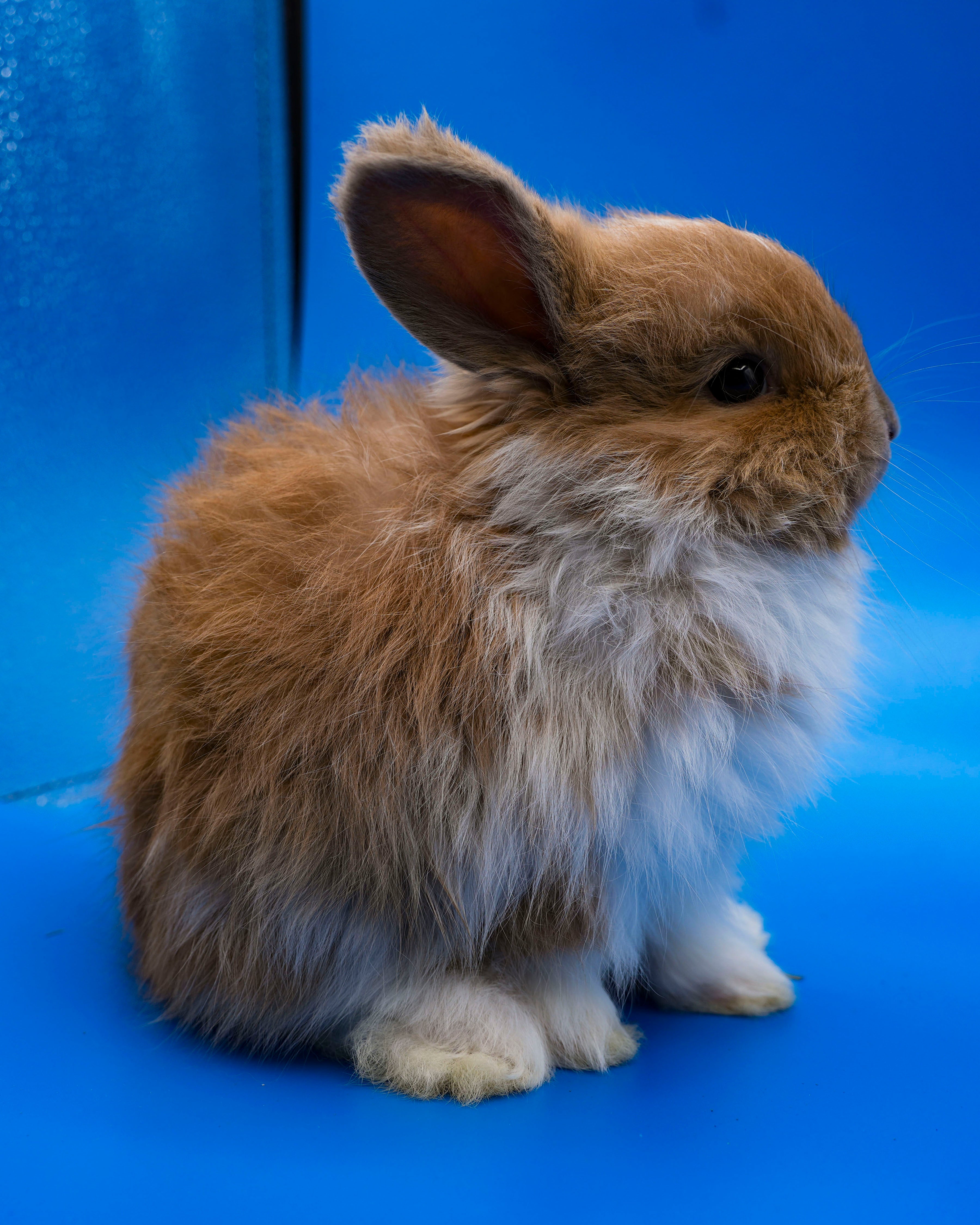 Sunny- Booted Fawn English Angora Doe- Pedigreed