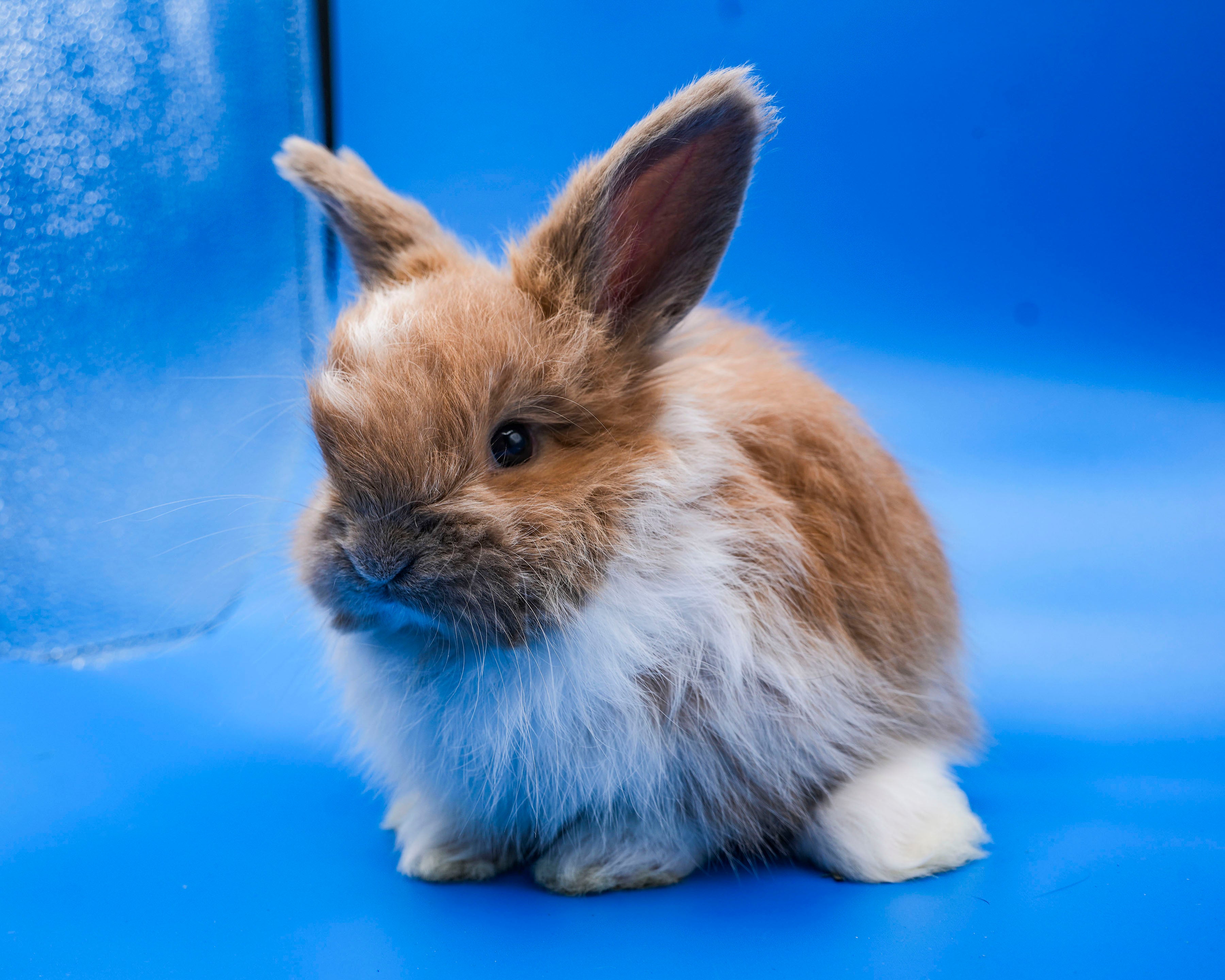 Sunny- Booted Fawn English Angora Doe- Pedigreed