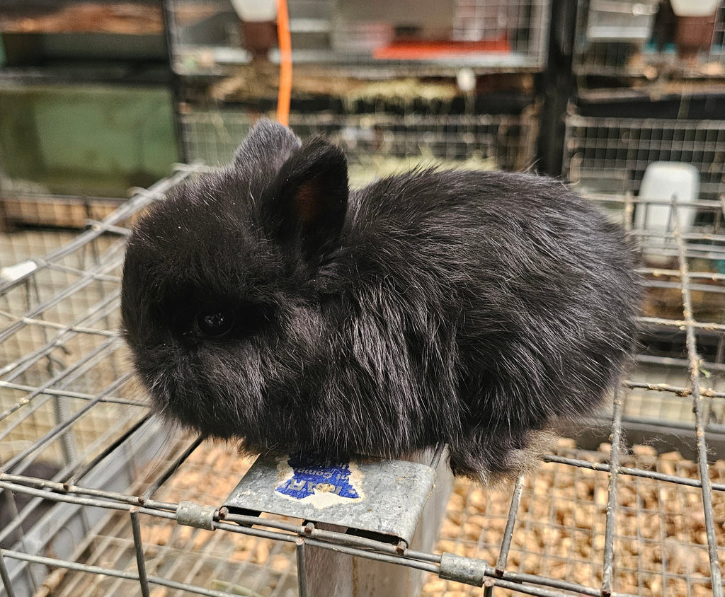 Bianca-Black Jersey Wooly Doe- Pedigreed