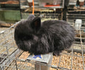Bianca-Black Jersey Wooly Doe- Pedigreed