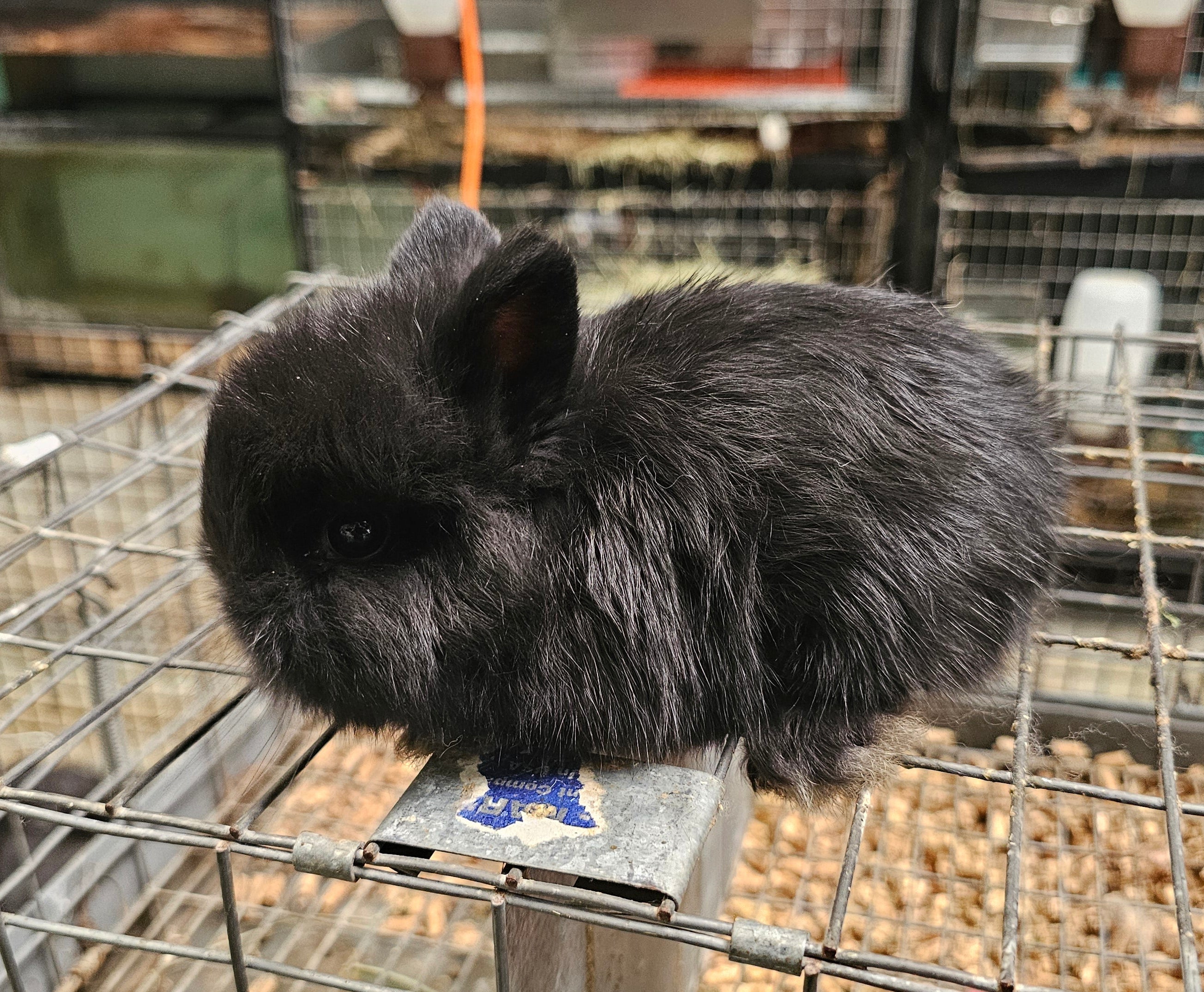 Bianca-Black Jersey Wooly Doe- Pedigreed