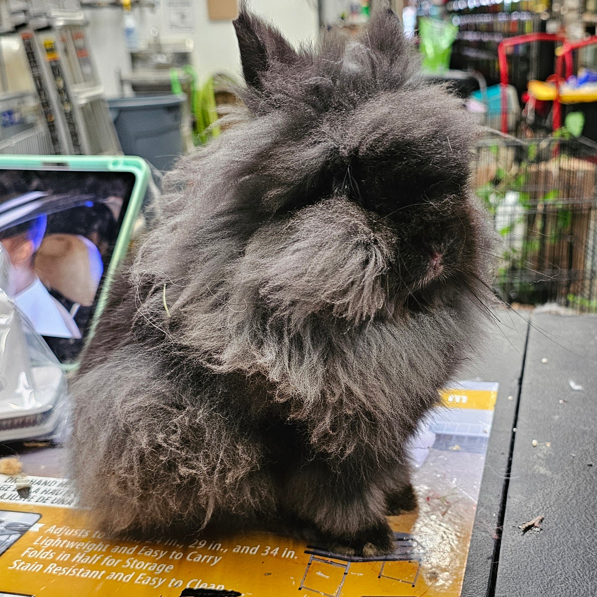 Lionhead Waitlist