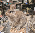 Snickers-Chestnut Netherland Dwarf Buck- Pedigreed