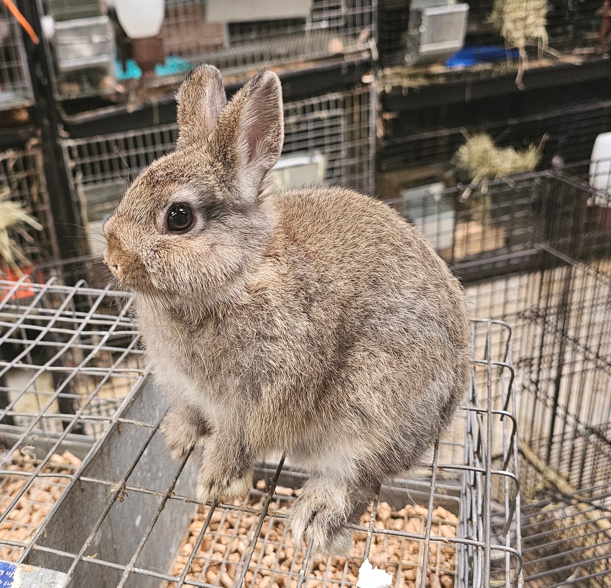 Snickers-Chestnut Netherland Dwarf Buck- Pedigreed