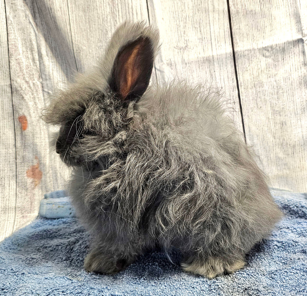 Haze-Blue English Angora Doe- Pedigreed
