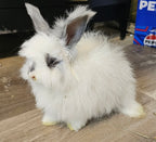 Breeze-Broken Blue English Angora Doe- Pedigreed