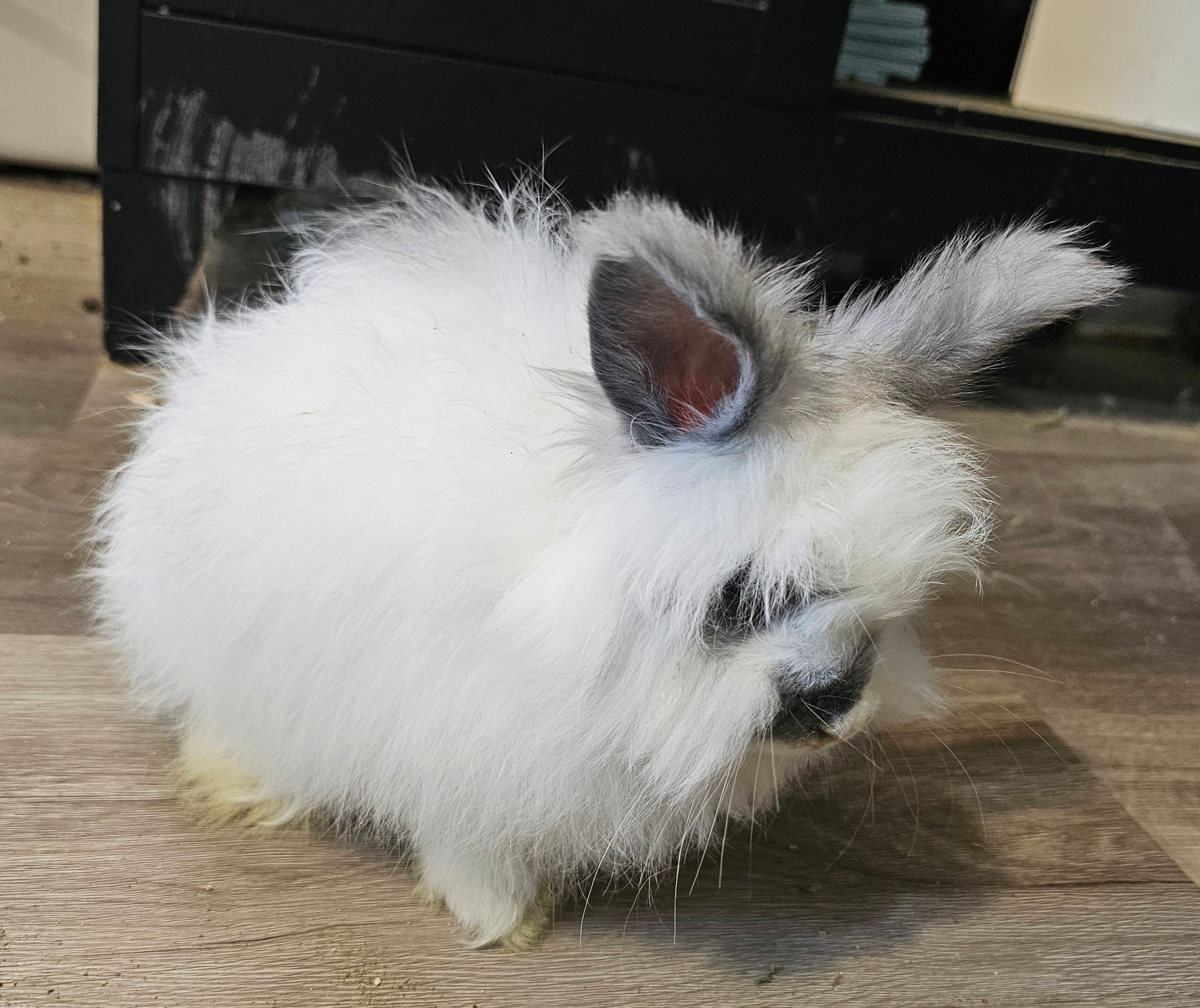 Breeze-Broken Blue English Angora Doe- Pedigreed