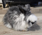 Squall-Broken Black English Angora Doe- Pedigreed