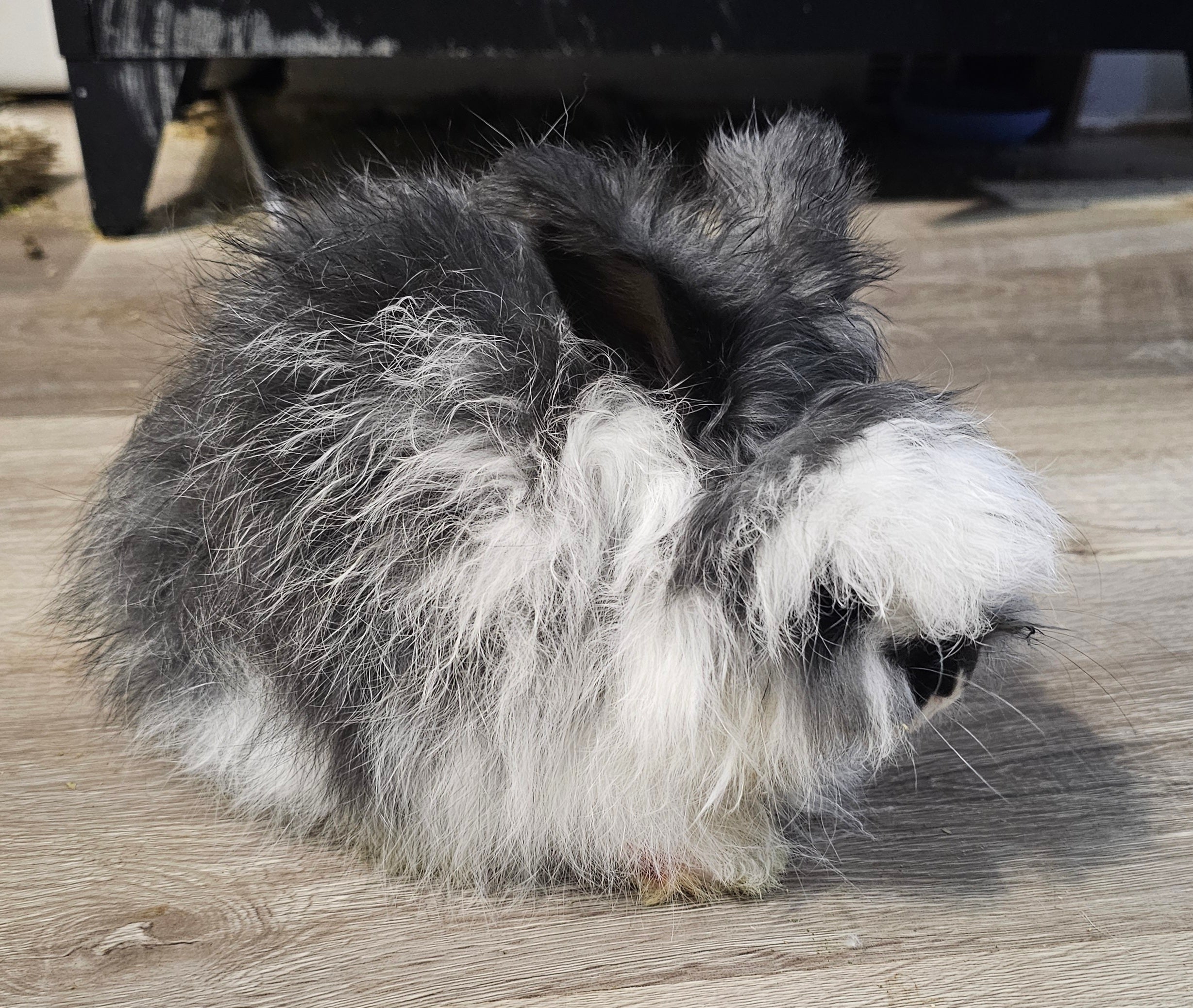 Squall-Broken Black English Angora Doe- Pedigreed