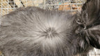 Nighthawk- Black English Angora Buck- Partial Pedigree