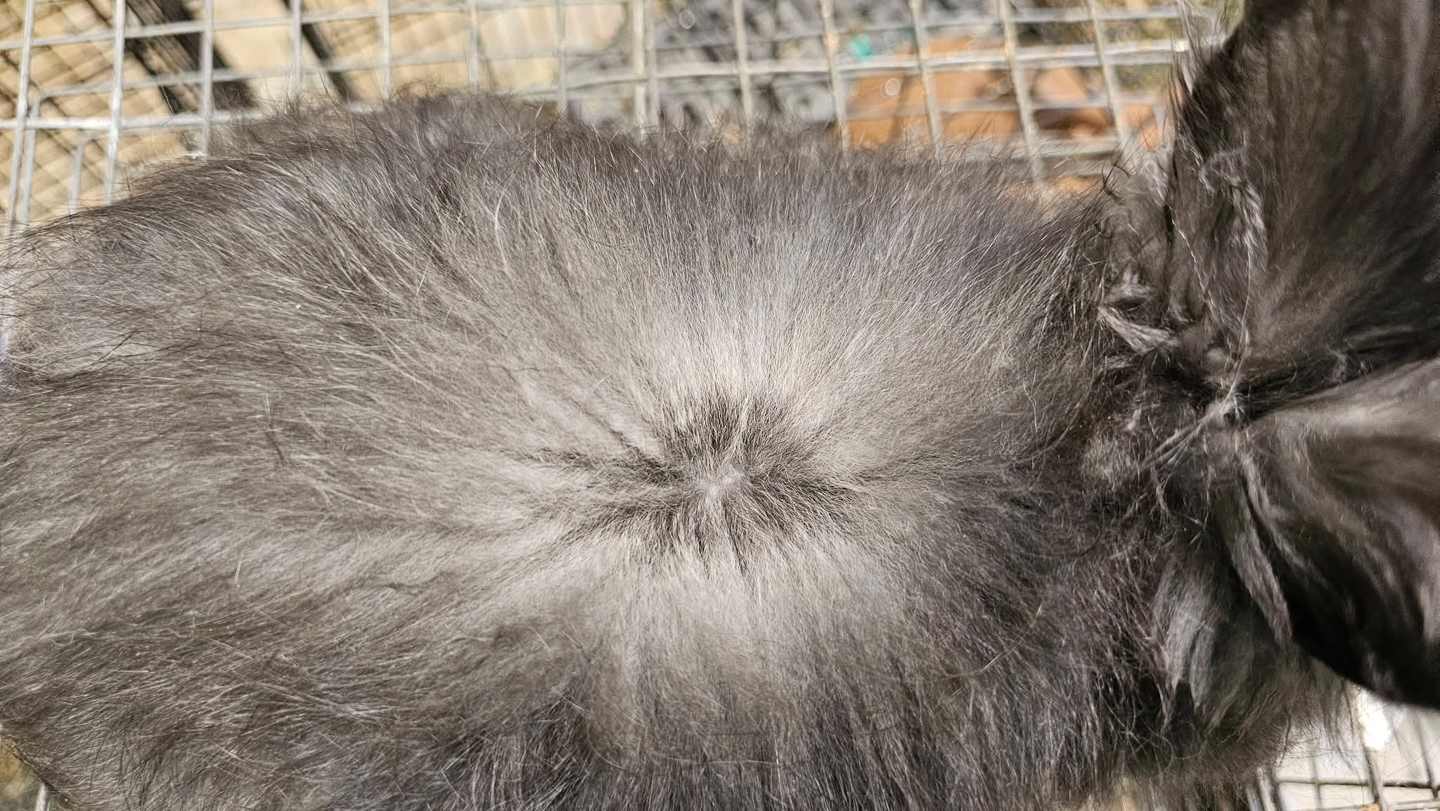 Nighthawk- Black English Angora Buck- Partial Pedigree