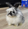 Squall-Broken Black English Angora Doe- Pedigreed