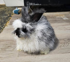 Squall-Broken Black English Angora Doe- Pedigreed