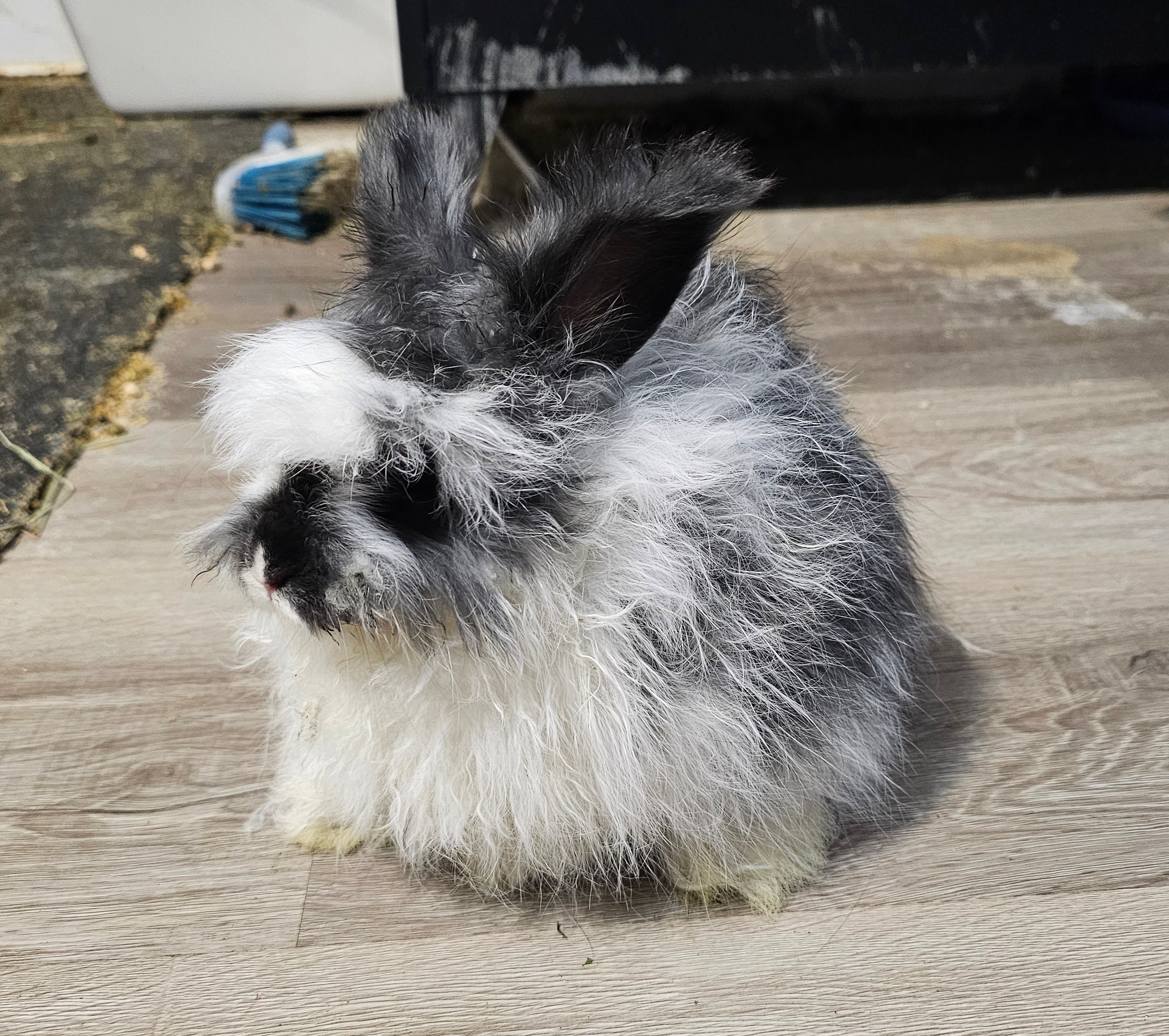 Squall-Broken Black English Angora Doe- Pedigreed