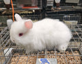 Bingo-Ruby Eyed White Jersey Wooly ?- Pedigreed