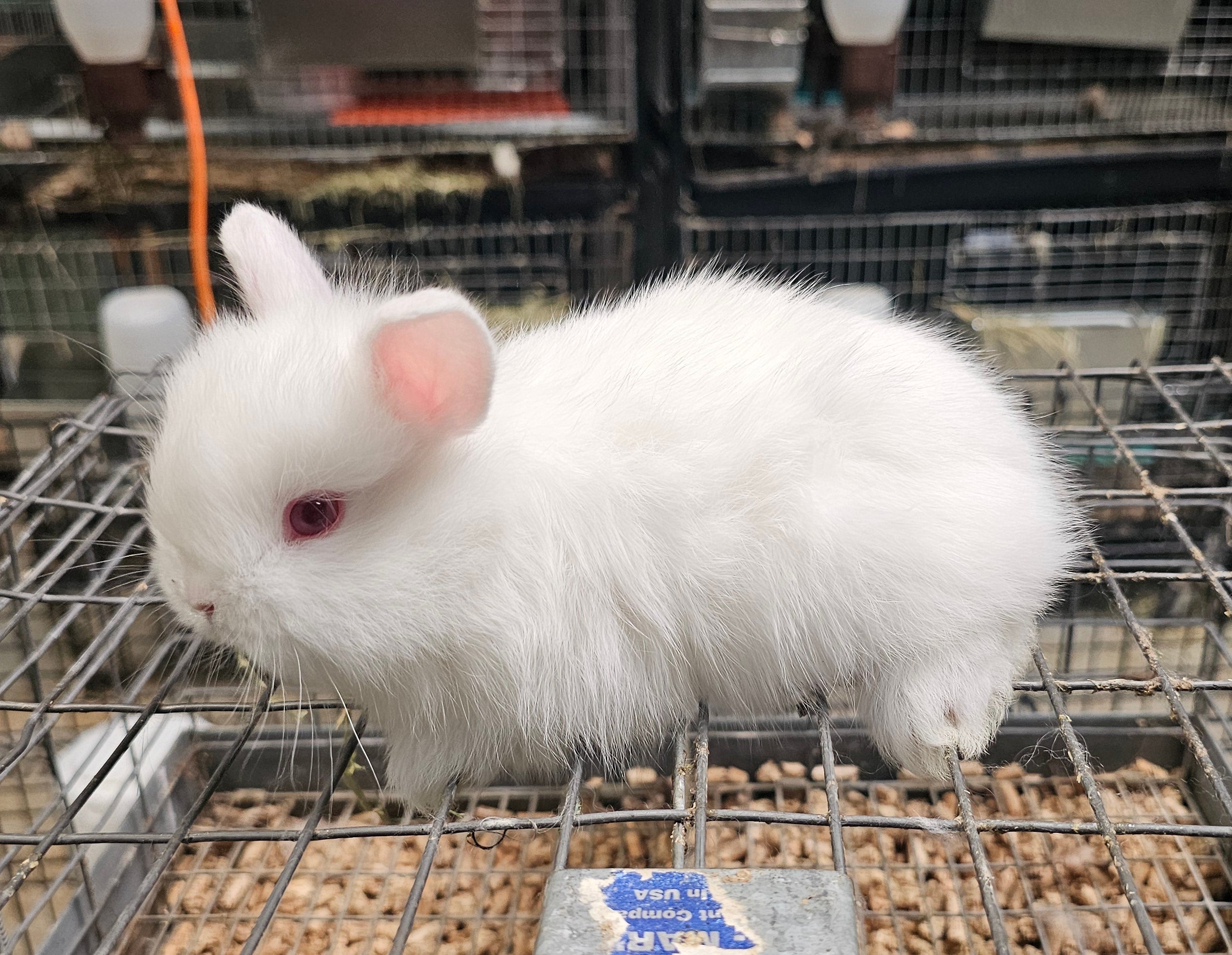 Bingo-Ruby Eyed White Jersey Wooly ?- Pedigreed