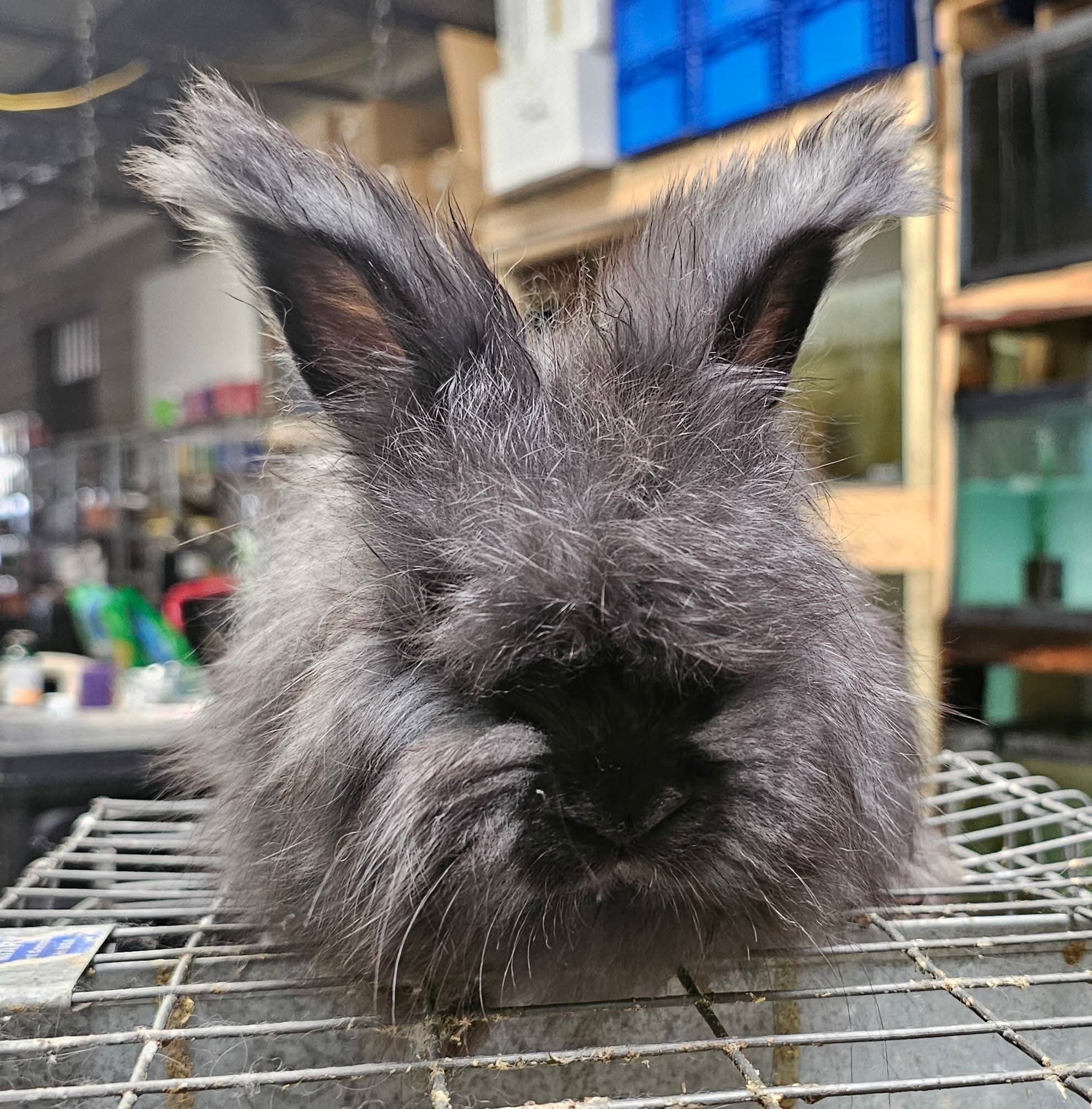 Nighthawk- Black English Angora Buck- Partial Pedigree