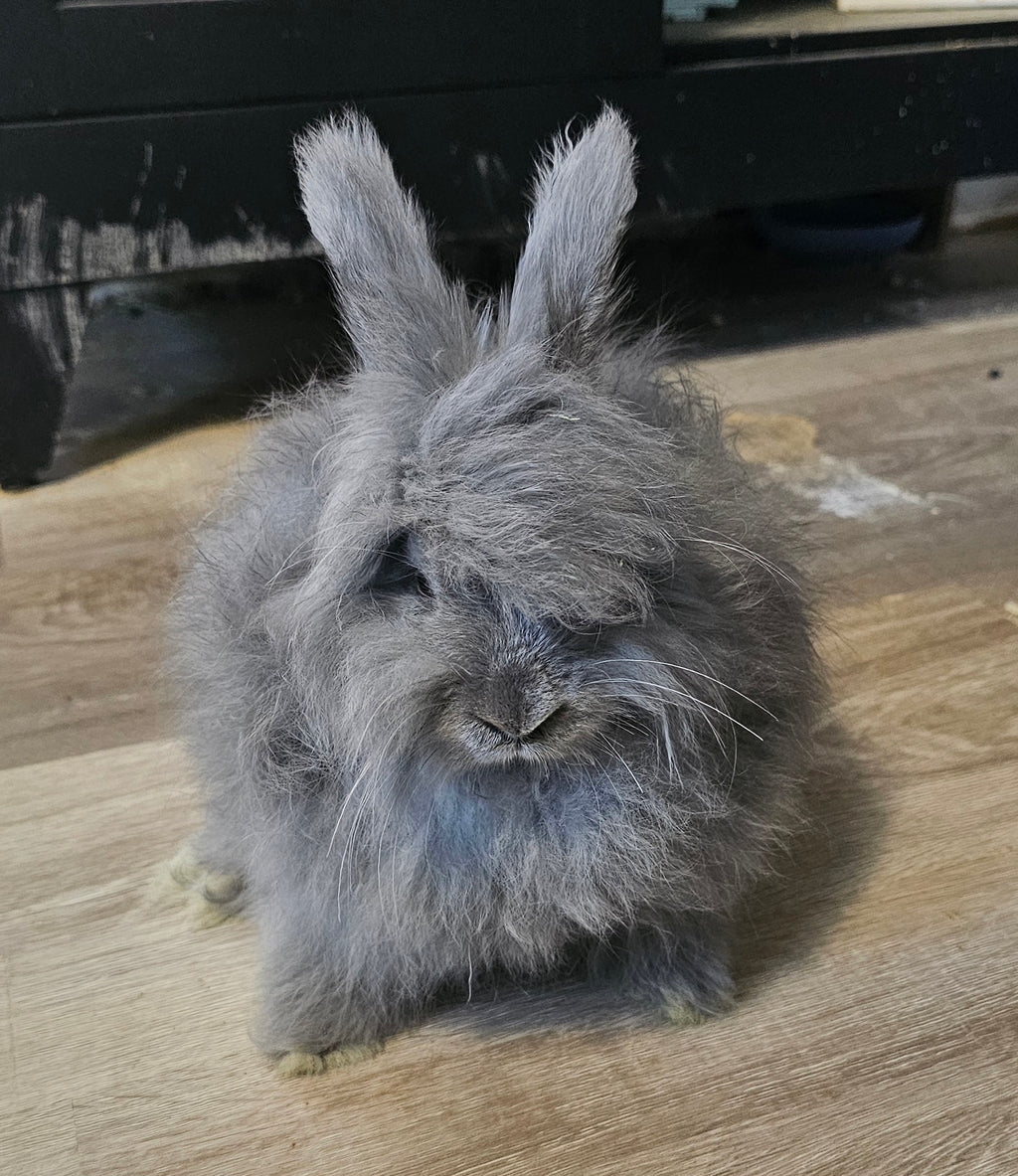 Haze-Blue English Angora Doe- Pedigreed
