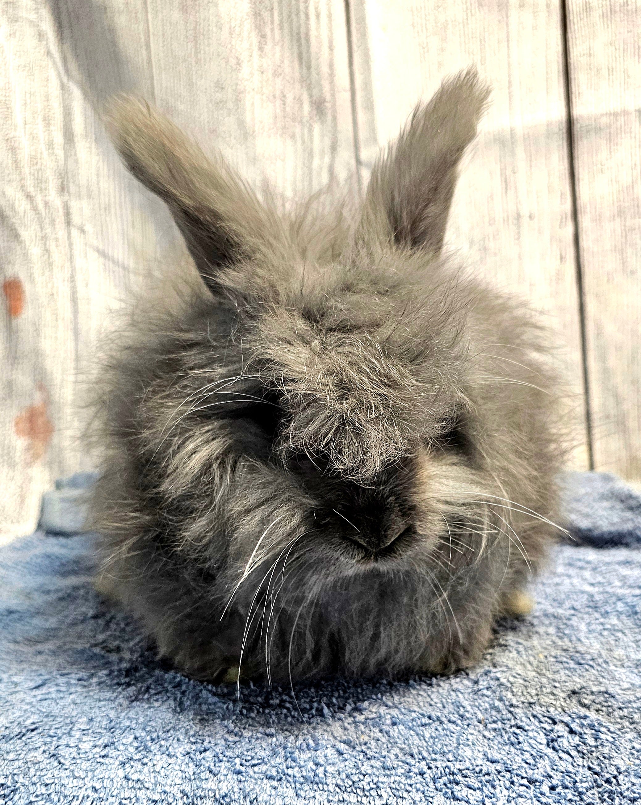 Haze-Blue English Angora Doe- Pedigreed