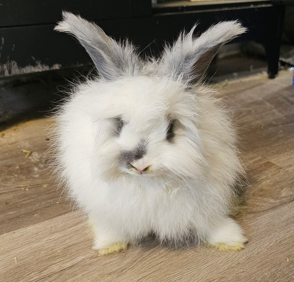 Breeze-Broken Blue English Angora Doe- Pedigreed