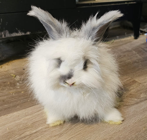 Breeze-Broken Blue English Angora Doe- Pedigreed