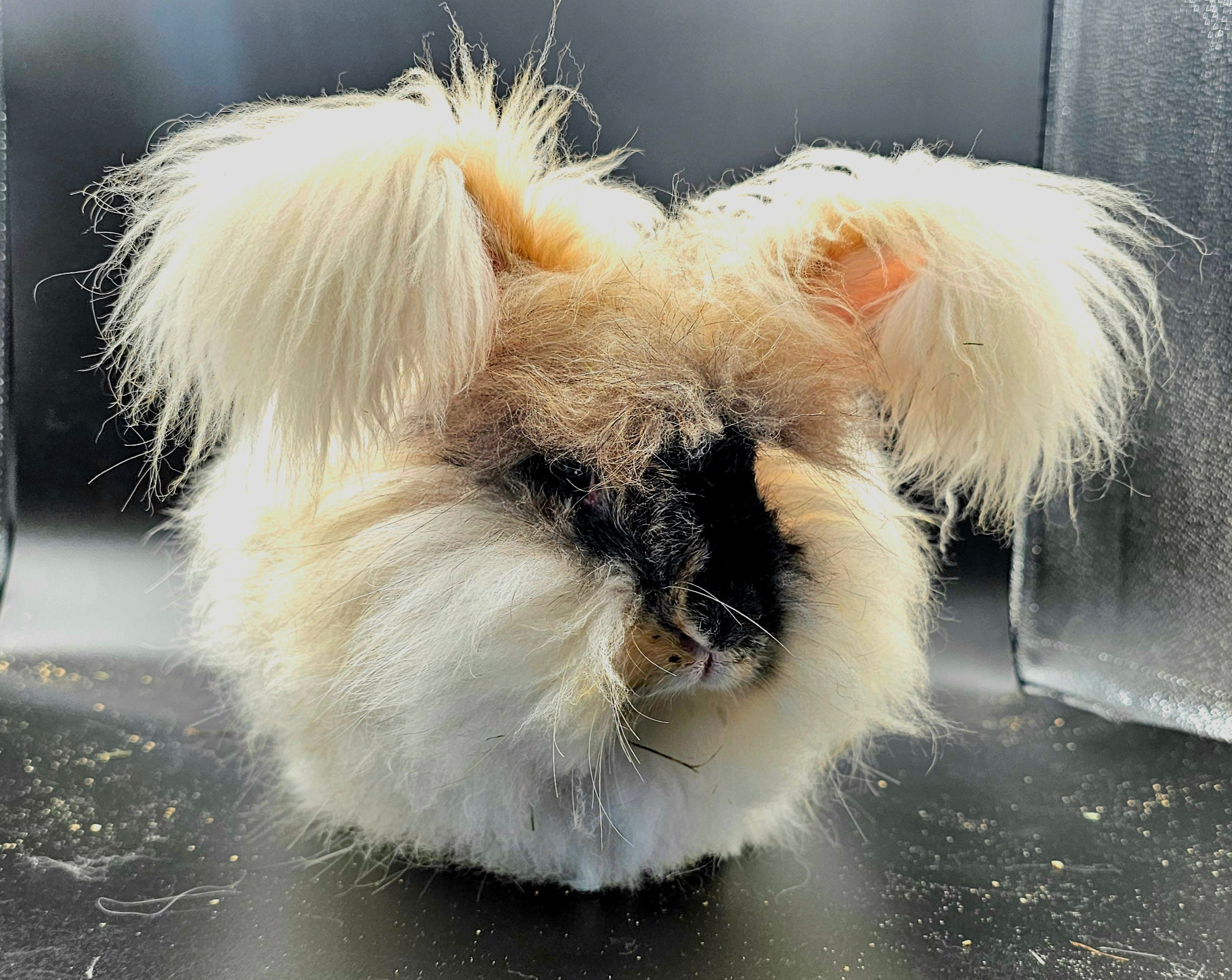English Angora Waitlist