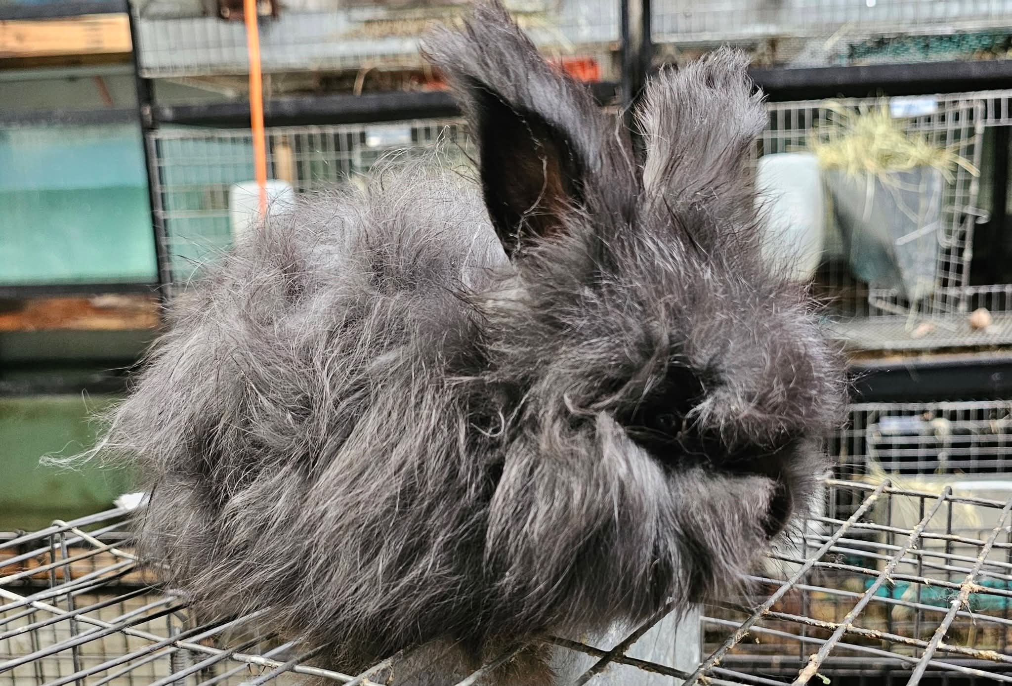 Nighthawk- Black English Angora Buck- Partial Pedigree