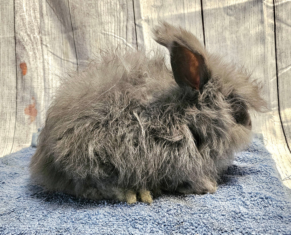 Haze-Blue English Angora Doe- Pedigreed