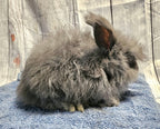 Haze-Blue English Angora Doe- Pedigreed